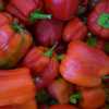 Pimento "Quadrato d'Asti Giallo" (Sementes Vivas)