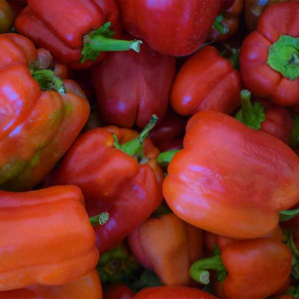 Pimento "Quadrato d'Asti Giallo" (Sementes Vivas)