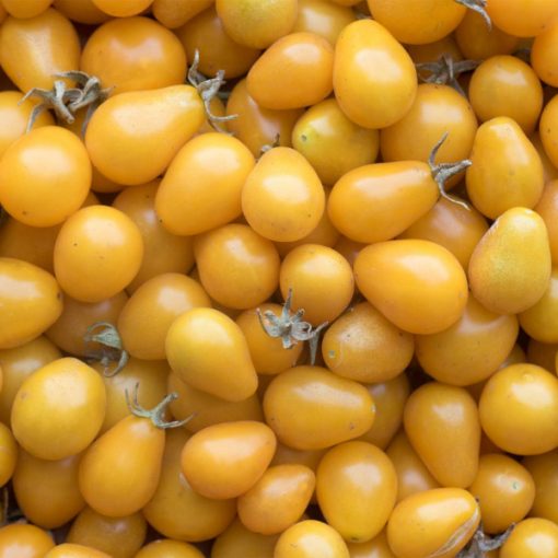 Tomate "Yellow Submarine" (Sementes Vivas)