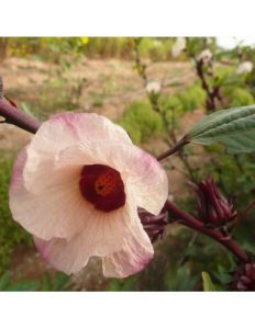Rosélia (Sementes Vivas)
