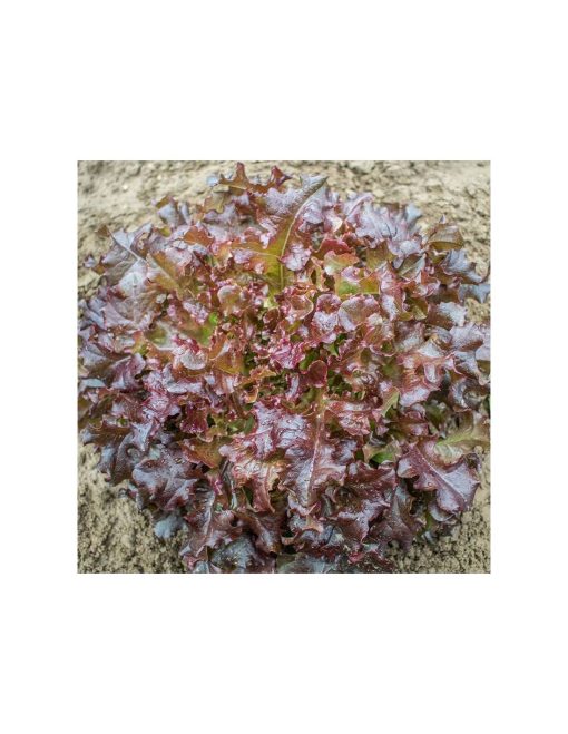 Alface Salad Bowl (Sementes Vivas)