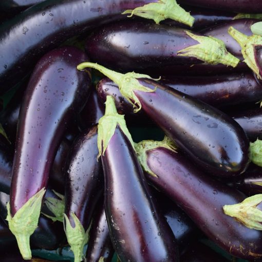 Beringela Violetta Lunga 2 (Sementes Vivas)