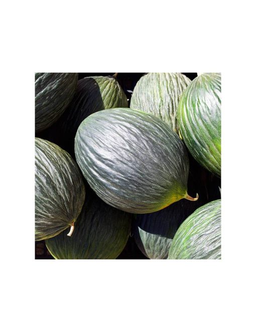Melão Tendral Negro (Sementes Vivas)