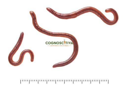 Minhocas Vermelhas Compostoras (500g) (biorecycle) - Image 2