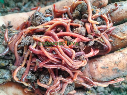 Minhocas Vermelhas Compostoras (500g) (biorecycle)