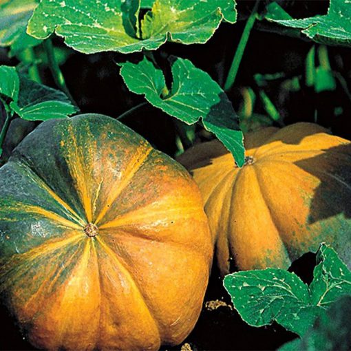 Abóbora "Muscat de Provence" (Sementes Vivas)