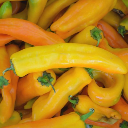 Pimento "Corno di Toro Giallo" (Sementes Vivas)