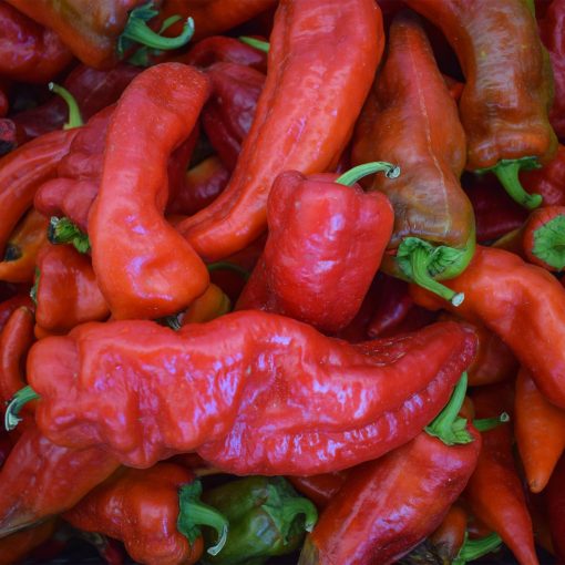 Pimento "Corno di Toro Rosso"  (Sementes Vivas)