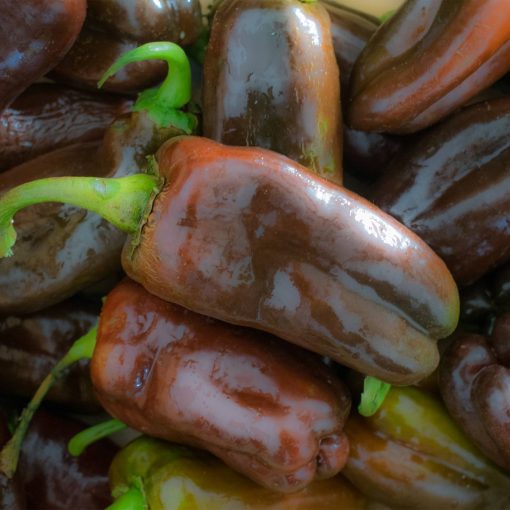 Pimento "Sweet Chocolate" (Sementes Vivas)