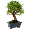 Bonsai Ulmus Parvifolia Zelkova (15cm)