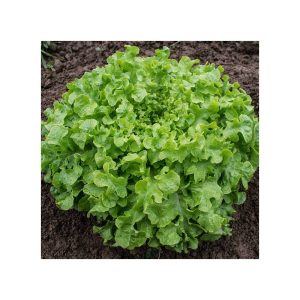 alface-salad-bowl-bio